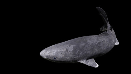 Greenland shark swimming, Somniosus microcephalus isolated on black background © dottedyeti