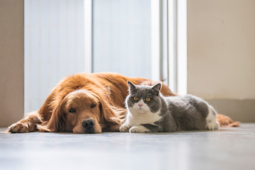 British shorthair and golden retriever, indoor shot