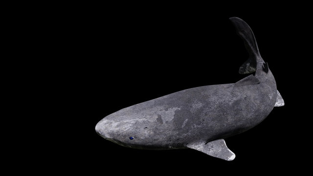 Greenland shark swimming, Somniosus microcephalus isolated on black background
