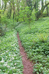 Fototapeta na wymiar Path through wild garlic in a wood