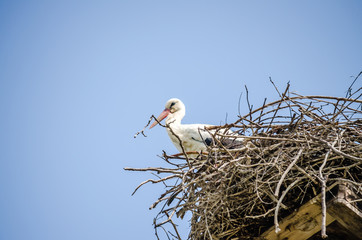 Stork standing in its nest