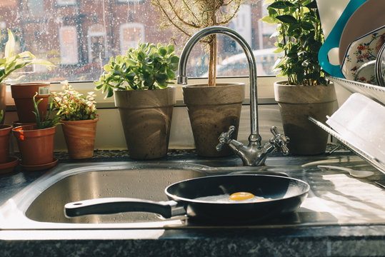 morning kitchen with plants and eggs