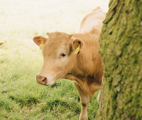 looking at cow eyes, animal © magorzata