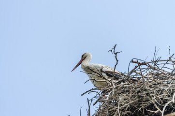 Stork standing in its nest