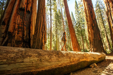 Hiker in Sequoia national park in California, USA - 269823420