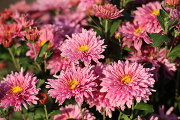 The colors on the flowerbed