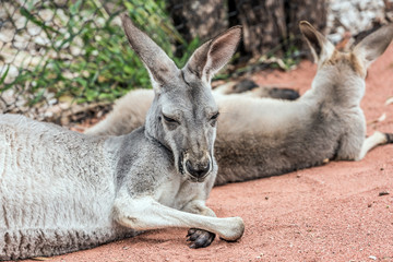 Kangaroo rest on the red sand