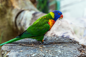 Lori parrot