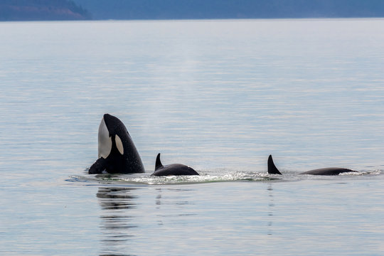 Orcas