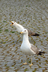 Single seagull  close-up stock image