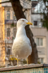 Single seagull  close-up stock image