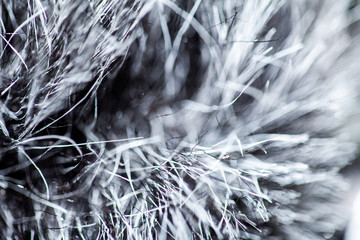 White and Gray Arctic Snow Wolf Fur 