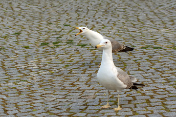 Single seagull  close-up stock image