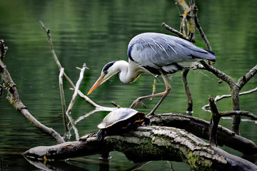 Heron and Turtle