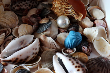 Seashells pearls