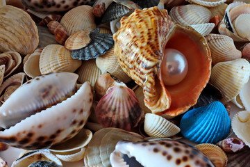 Seashells pearls