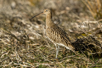 Curlew (scientific name: Numenius arquata) Adult curlew in the Yorkshire Dales during the nesting season. Stood in natural habitat of grasses and reeds. Horizontal. Space for copy.