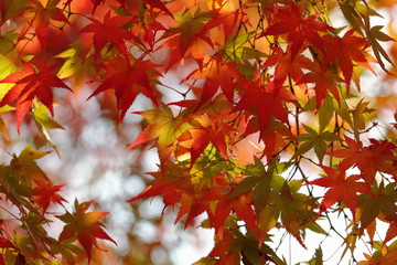 楓の紅葉と玉ぼけです