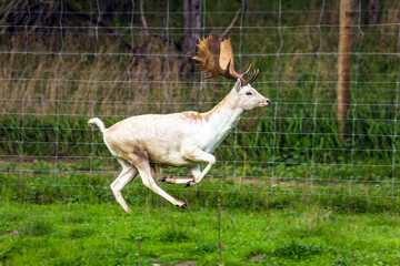 Deer with huge horns galloping along the fence