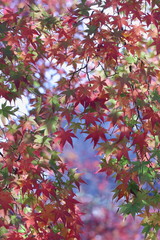 美しい楓の紅葉