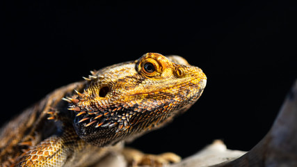 Frill necked lizard