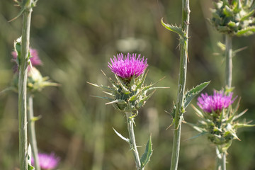 Milk Thistle, Silybum marianum, prickly dry plant
