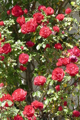 Rote Kletterrosen