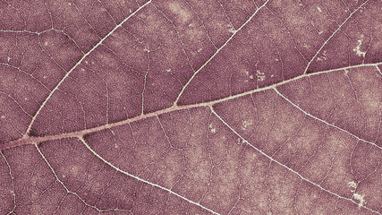Naklejka na ściany i meble Close-up of dry leaf, natural background
