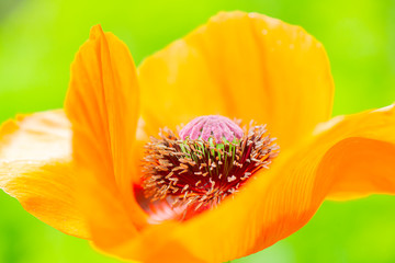  close up of red poppy flower against green grass