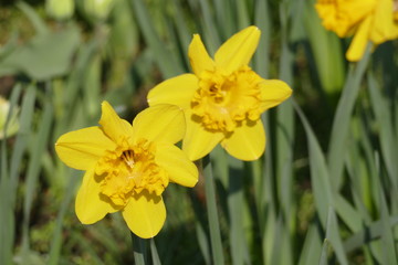 Gelbe Narzissen