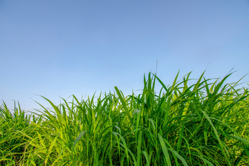 Imperata cylindrica green sky bright with sunlight
