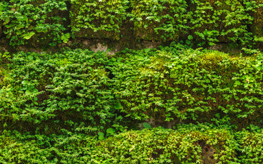 Green moss on old stone wall.