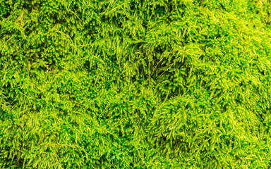 Moss background , Green moss in nature.