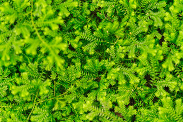 Moss background , Green moss in nature.