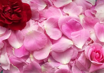 Rose red with petals, birthday, birthdauy, card