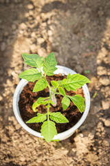 Young seedlings sprouted in a glass in early spring