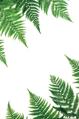 Creative layout made of colorful tropical fern leaves on white background. Minimal summer exotic concept with copy space.