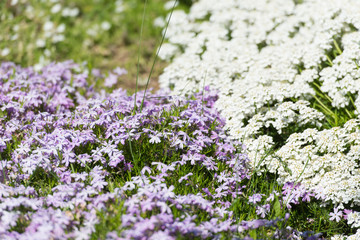 Obraz premium field of flowers