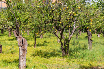 Lemon tree plantation at Sorrento city, Italy.