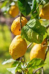 Lemon tree plantation at Sorrento city, Italy.