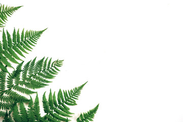 Creative layout made of colorful tropical fern leaves on white background. Minimal summer exotic concept with copy space. © Yura Yarema