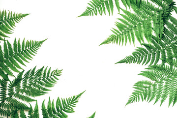 Fototapeta na wymiar Summer composition. Tropical fern leaves on white background. Summer concept. Flat lay, top view, copy space