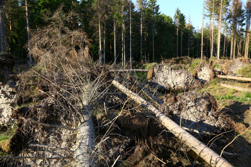 Sturmschaden im Wald