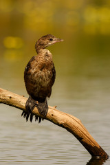 Pygmy Cormorant - Microcarbo pygmaeus, beautiful water bird from European swamps and fresh waters, Hortobagy National Park, Hungary.