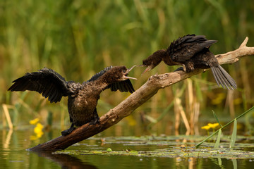 Pygmy Cormorant - Microcarbo pygmaeus, beautiful water bird from European swamps and fresh waters, Hortobagy National Park, Hungary.