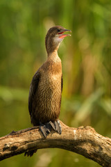 Pygmy Cormorant - Microcarbo pygmaeus, beautiful water bird from European swamps and fresh waters, Hortobagy National Park, Hungary.