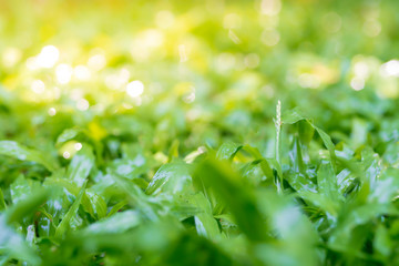 Wet green grass from the rain. The background is blurred.Shallow focus effect.