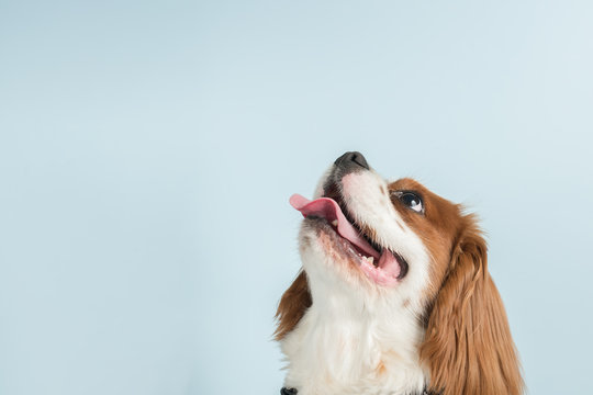 Spaniel puppy playing in studio. Cute doggy or pet is sitting isolated on blue background. The Cavalier King Charles. Negative space to insert your text or image. Concept of movement, animal rights