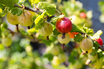 Young green gooseberry fruits grow on the bush among green leaves. 