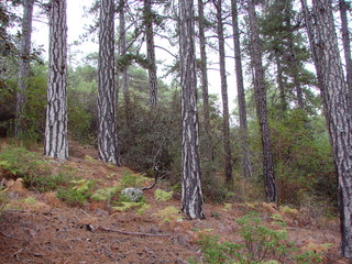 View from the middle of the forest to high, slender mountain trees, down the slope to the very bottom of the mountain range.
